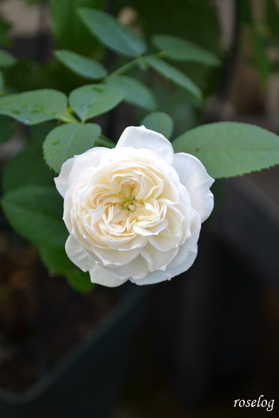 20261016 シーシェルアイズ バラ ブログ コマツガーデン 10月 秋 開花 花径4-5cm グリーンアイ 画像 roselog