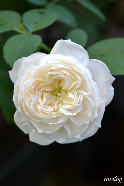 20261016 シーシェルアイズ バラ ブログ コマツガーデン 10月 秋 開花 花径4-5cm グリーンアイ 画像 roselog