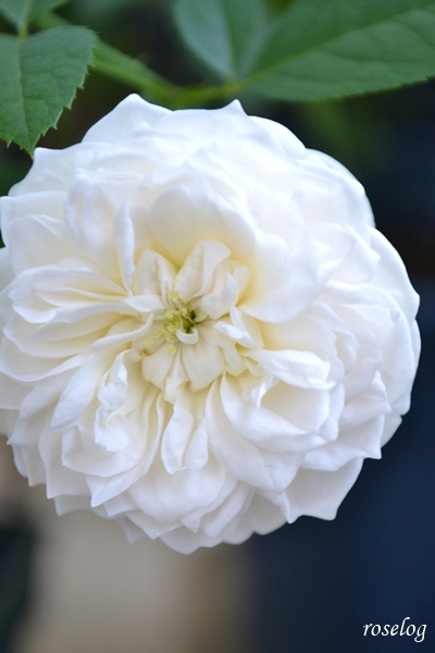 20261017 シーシェルアイズ バラ ブログ コマツガーデン 10月 秋 開花 花径4-5cm ボタンアイ 画像 roselog
