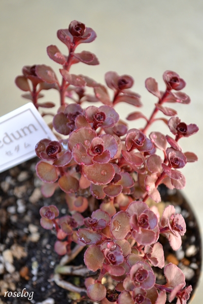 20261018 セダム レッドカーペット ブログ 鉢植え 定植 3号鉢 画像 roselog
