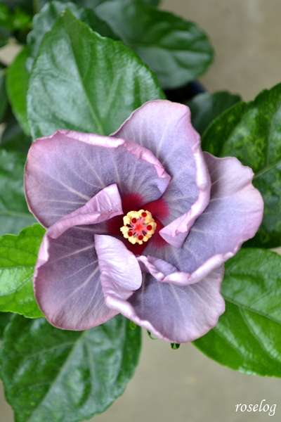 20261025 ハイビスカス ケイト 10月 秋 開花 朝 画像 roselog