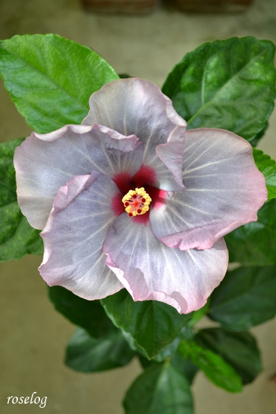 20261025 ハイビスカス ケイト 10月 秋 開花 花径13cm 画像 roselog