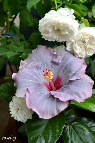 20261025 ハイビスカス ケイト バラ シーシェルアイズ 10月 秋 開花 画像 roselog