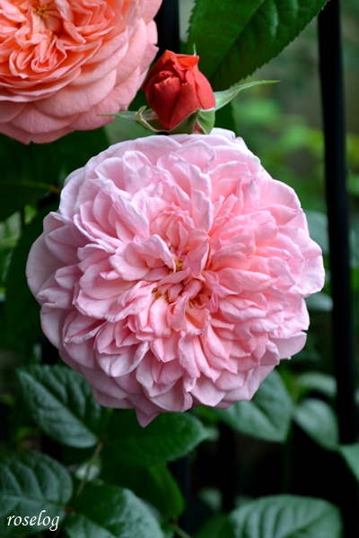 20261025 ライフ バラ ブログ ロサオリエンティス タイプ0 秋 開花 10月 樹形 ロゼット咲き 画像 roselog