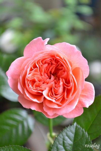 20261025 ライフ バラ ブログ ロサオリエンティス タイプ0 秋 開花 10月 花径4cm 画像 roselog